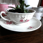 Geldbaum in der Teetasse – Pflanzen DIY