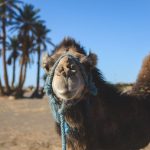 Marokko – Tipps von Bloggern