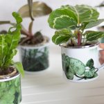 DIY Pflanzengeschenke zum Einzug – mit MEINFOTO