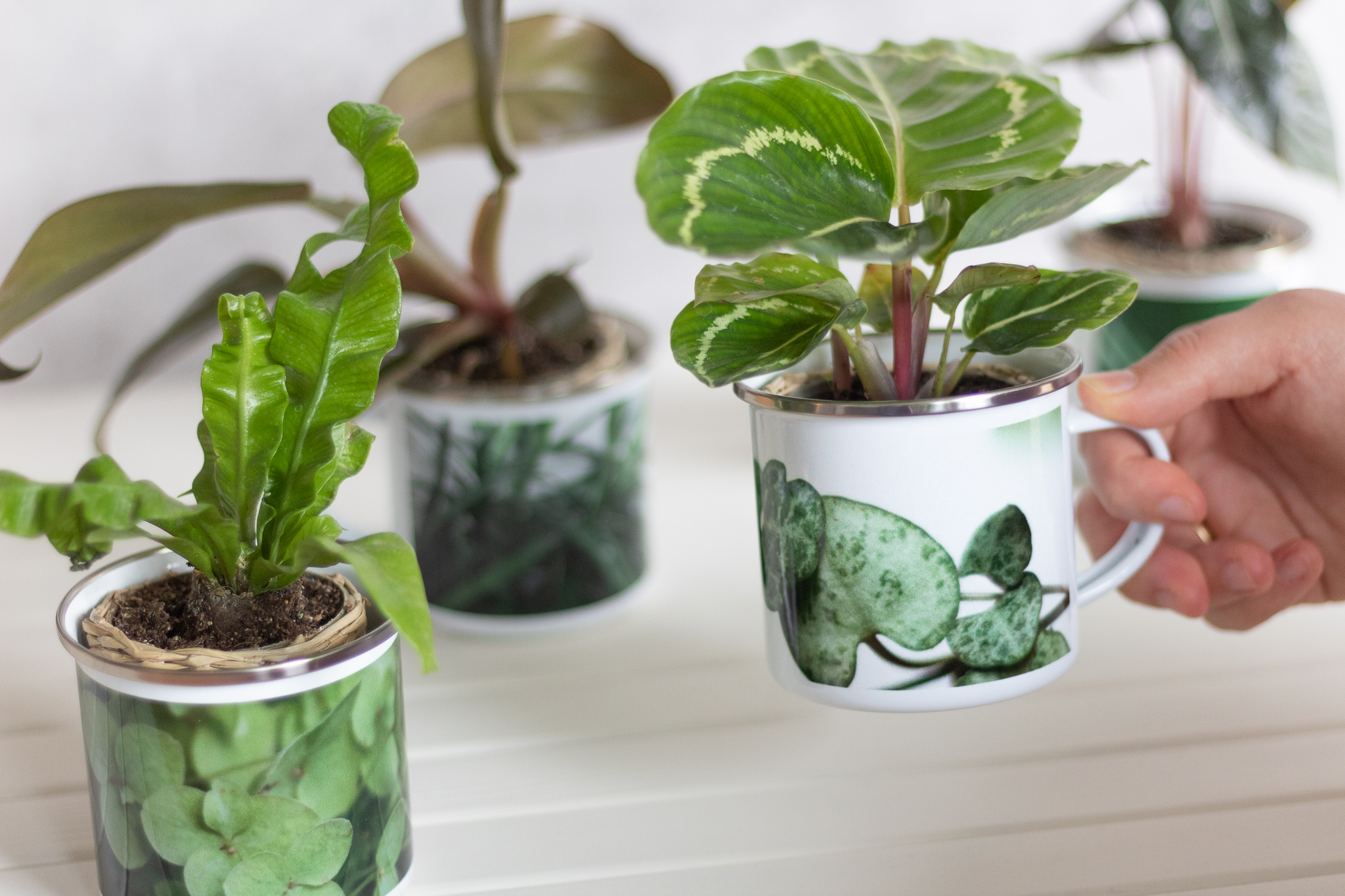 DIY Pflanzengeschenke zum Einzug – mit MEINFOTO