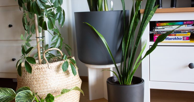 Verleihe Deinem Zuhause ein neues Leben mit diesen Pflanzenpflege-Tipps!