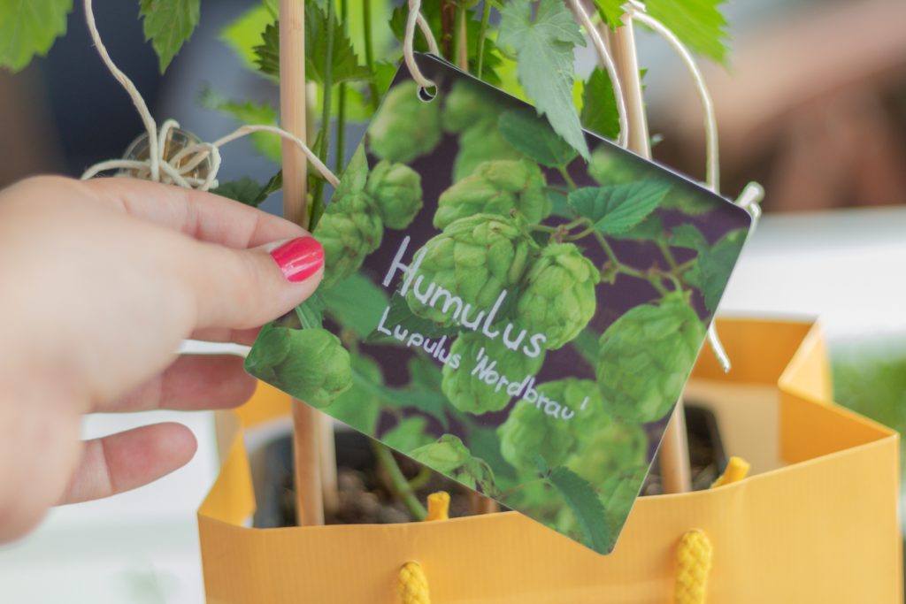 DIY-Geldgeschenk zum Einzug selber machen, Hopfen-Pflanze für Bierfreunde